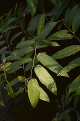 Ficus heterophylla