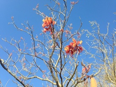 Erythrostemon exostemma