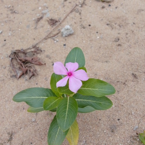 Madagascar Periwinkle
