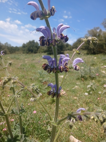 Salvia indica, photograph 2