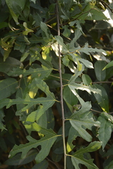 Ficus heterophylla