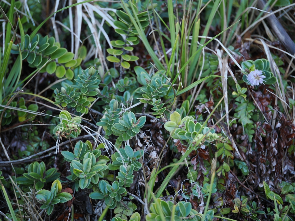 Veronica obtusata; photograph (c) Angus Campbell, some rights reserved (CC BY)