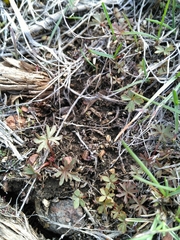 Lithophragma glabrum
