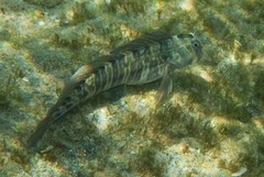 Istiblennius dussumieri