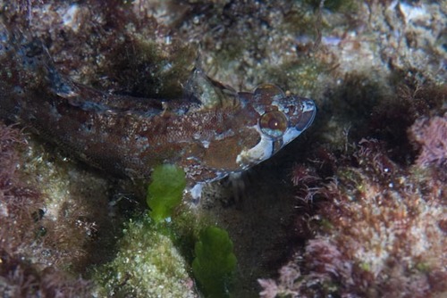 Pavoclinus laurentii observed 2020-03-23