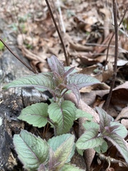 Monarda stipitatoglandulosa