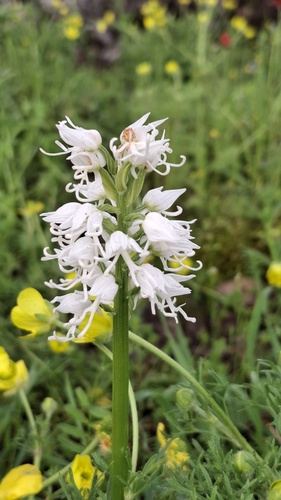 Orchis simia simia