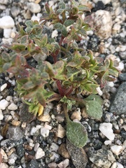 Chorizanthe corrugata