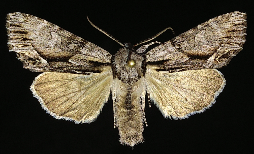 Summer Hyppa Moth