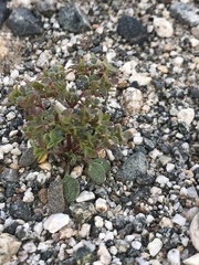 Chorizanthe corrugata