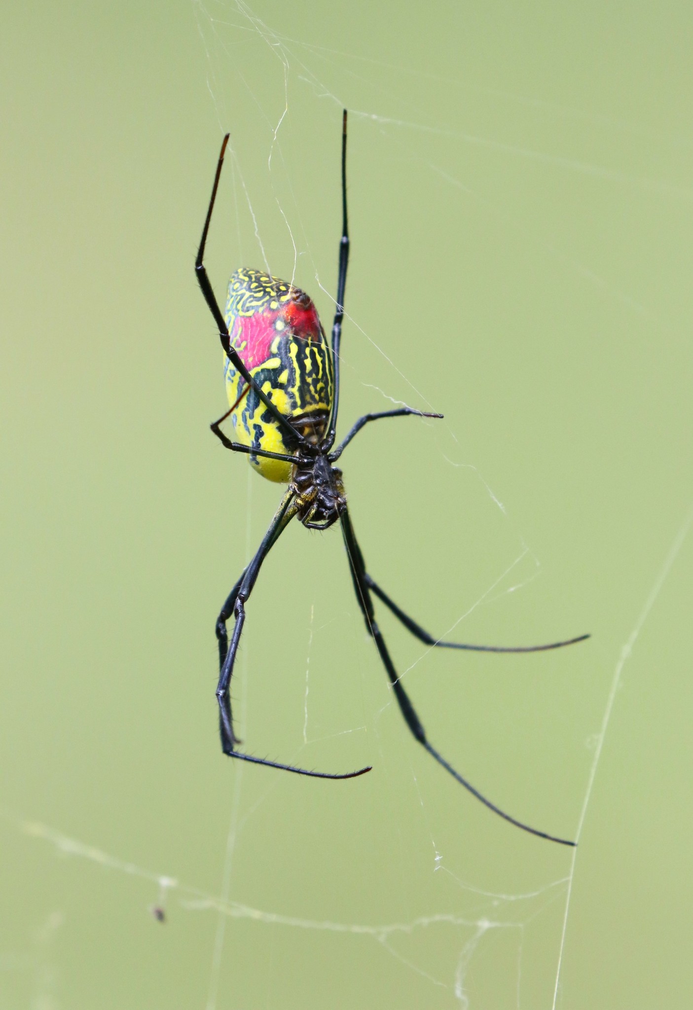 Joro Spider (Trichonephila clavata) · iNaturalist