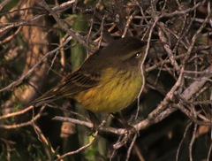 Setophaga palmarum hypochrysea