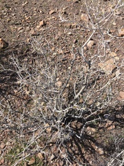 Psorothamnus fremontii