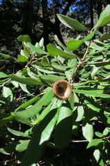 Notholithocarpus densiflorus densiflorus