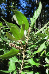 Notholithocarpus densiflorus densiflorus