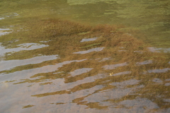 Indotristicha ramosissima