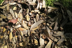 Notholithocarpus densiflorus densiflorus