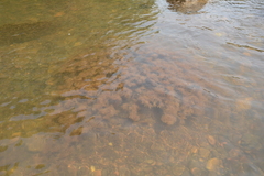 Indotristicha ramosissima