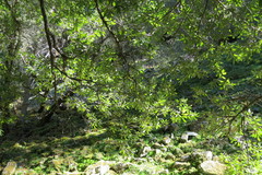 Notholithocarpus densiflorus densiflorus