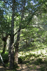 Notholithocarpus densiflorus densiflorus