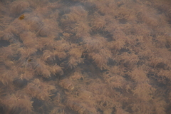 Indotristicha ramosissima