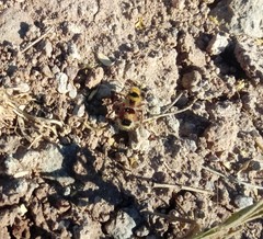 Dasymutilla monstrosa