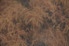 Indotristicha ramosissima