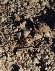 Dasymutilla monstrosa