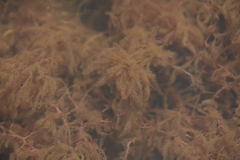 Indotristicha ramosissima