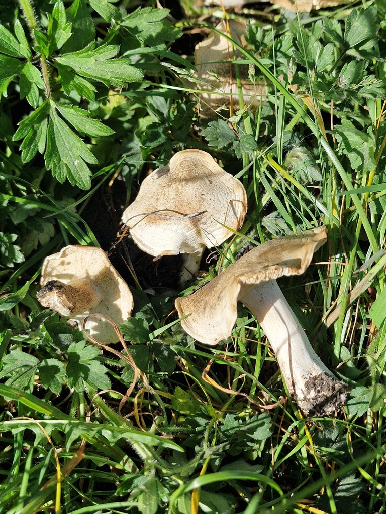 Calocybe gambosa · April 2026 · photo: © lukas_l (iNaturalist, cc-by)