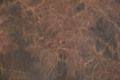 Indotristicha ramosissima