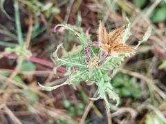 Oenothera tetraptera, photograph (c) Hildegard Klein, some rights reserved (CC BY)