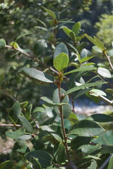 Quercus chrysolepis chrysolepis