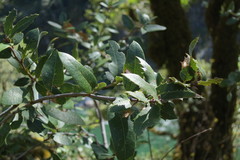 Quercus chrysolepis chrysolepis