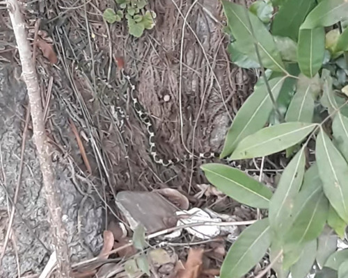 Flower Snake