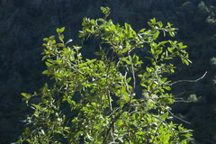 Quercus chrysolepis chrysolepis