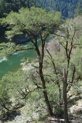 Quercus chrysolepis chrysolepis