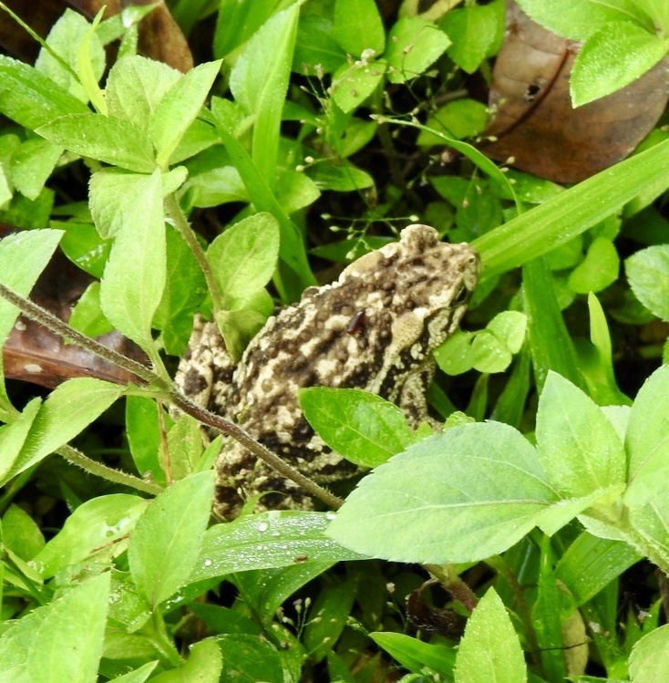 Kodok Puru Hutan (Ingerophrynus biporcatus)