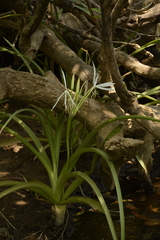 Crinum viviparum
