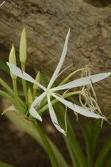 Crinum viviparum