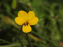 Viola pedunculata