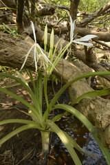 Crinum viviparum