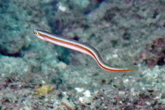 Gunnellichthys viridescens