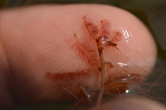 Indotristicha ramosissima