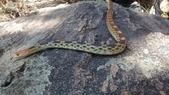 Pituophis deppei deppei