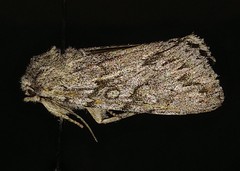 Andropolia contacta