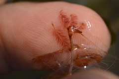 Indotristicha ramosissima