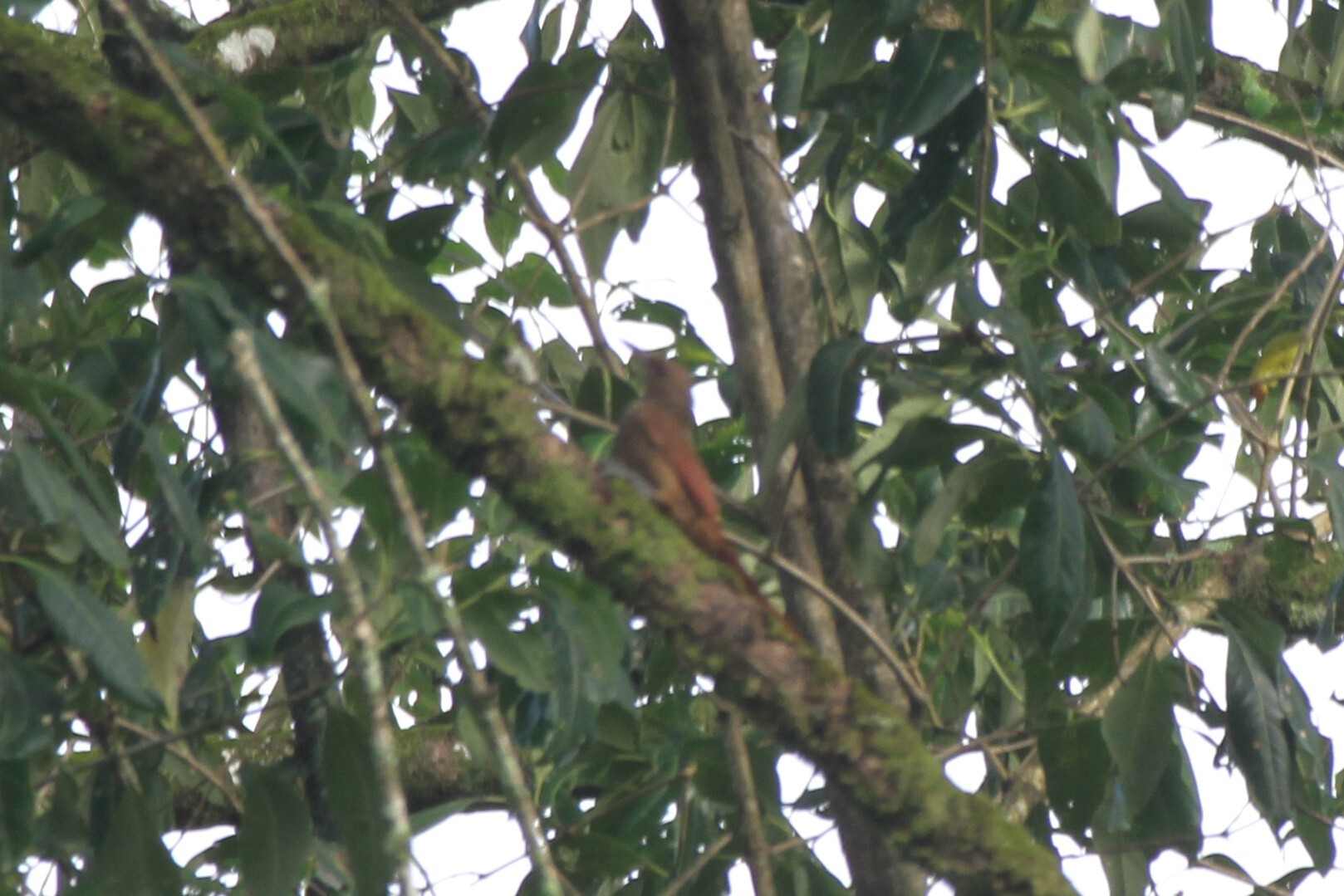 Cinnamon-throated Woodcreeper (Dendrexetastes rufigula), photo 1