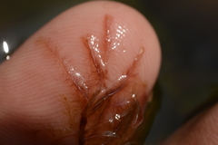 Indotristicha ramosissima