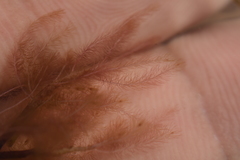 Indotristicha ramosissima